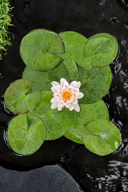 Nymphaea Venusta, D 11