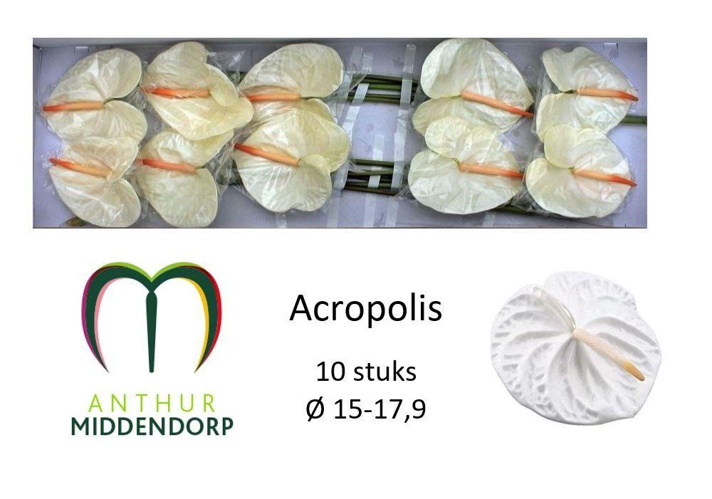Антуриум Акрополис (бел.) x10, шт.