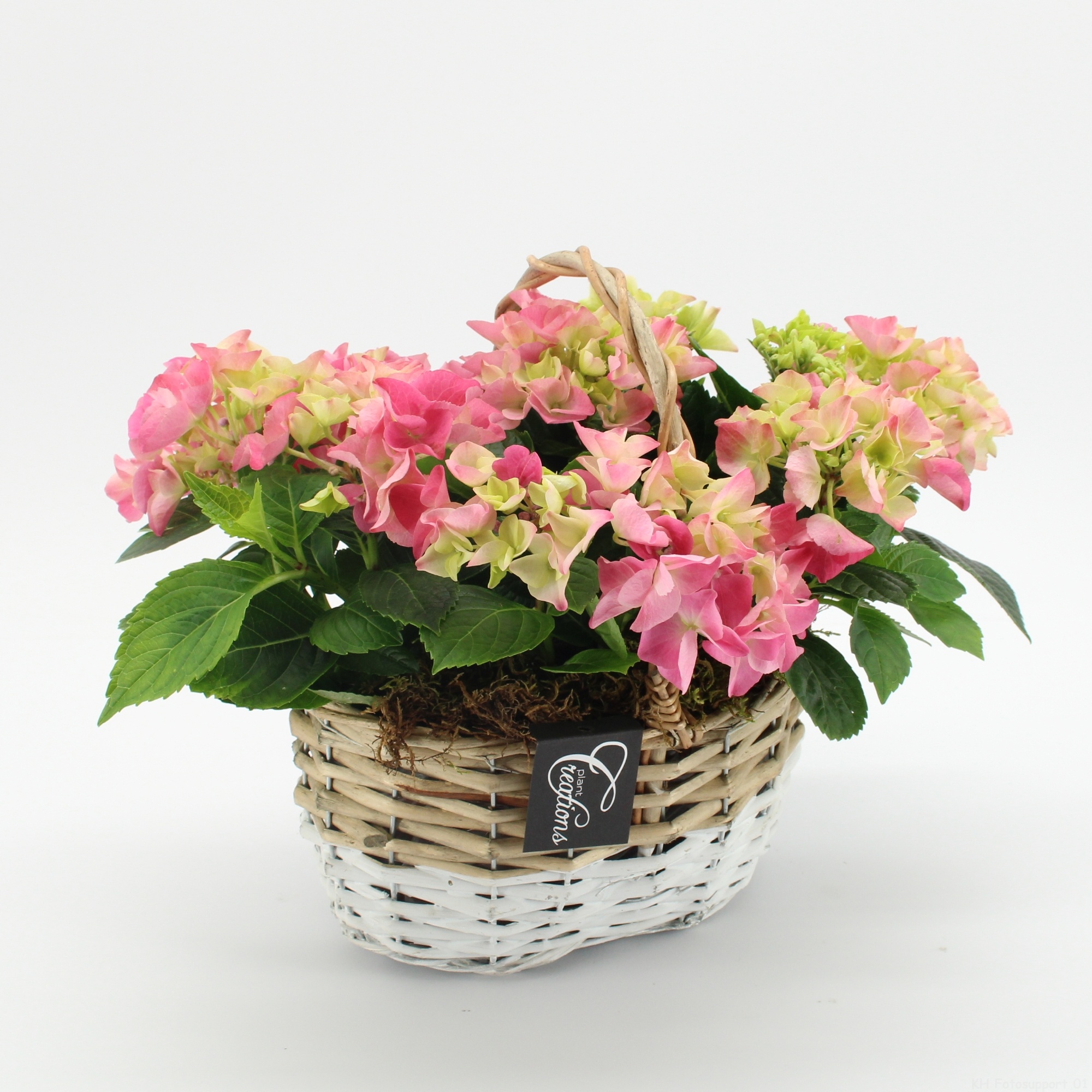 KHCR-2619RZ Hydrangea creatie, D 22