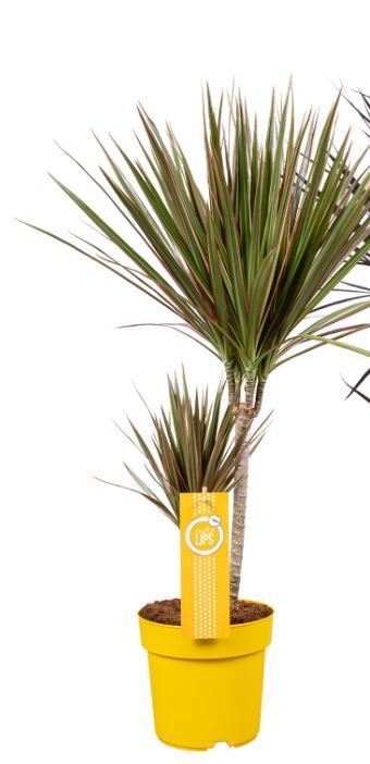 Dracaena Bicolor 30-15 MoreLips, D 17