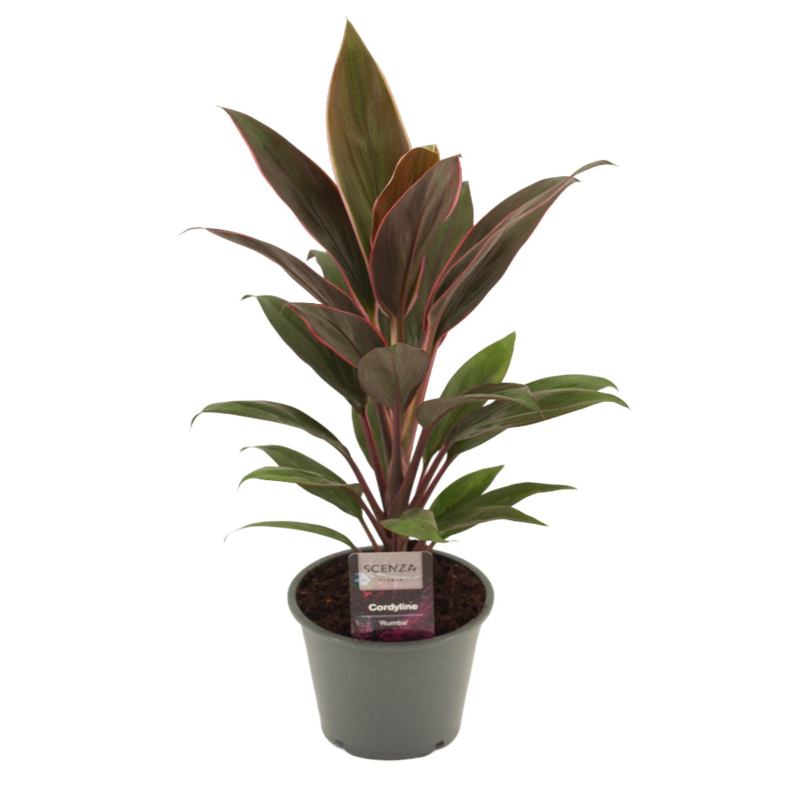 Cordyline Rumba 12 cm, D 12