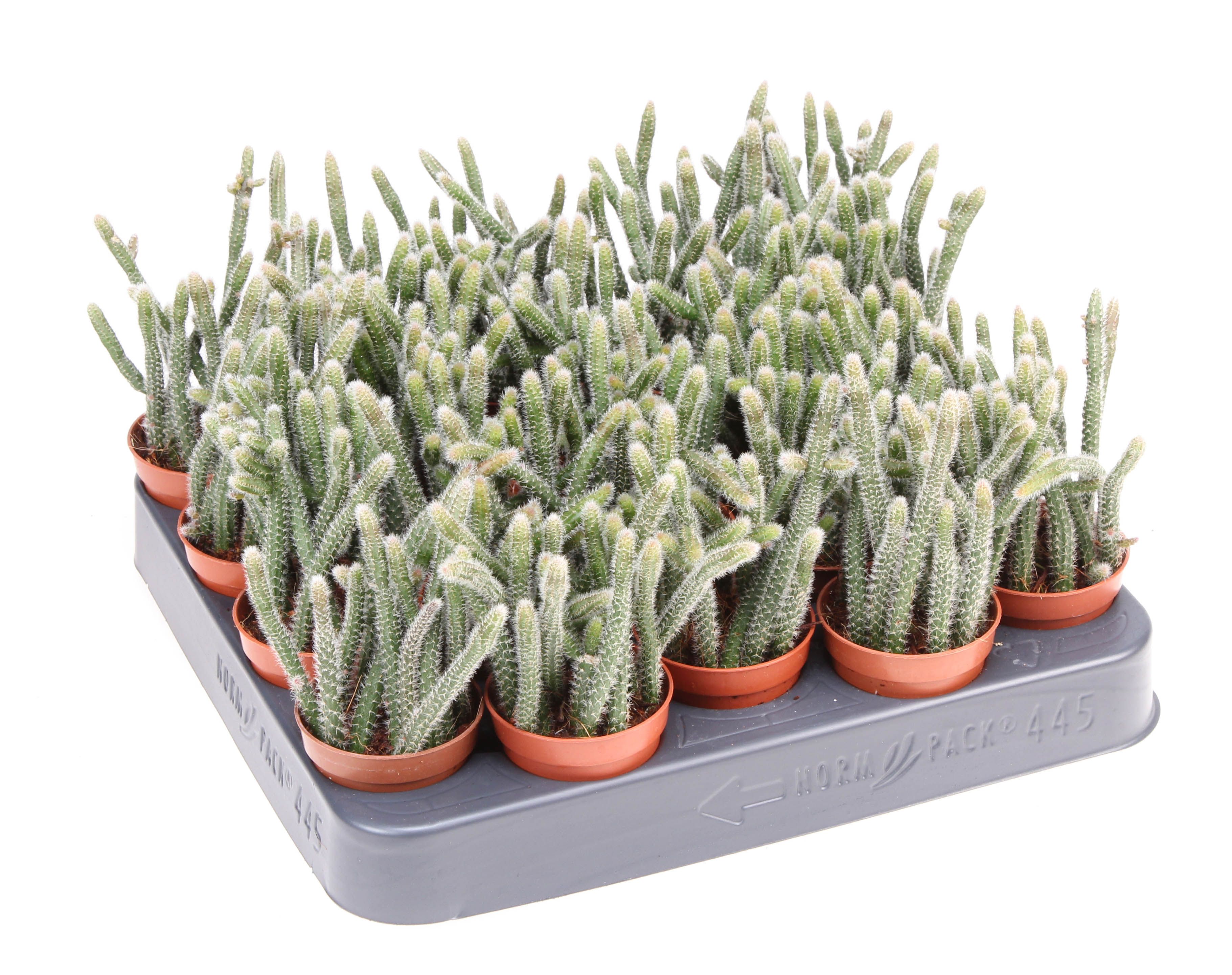 Rhipsalis horrida, D 5,5