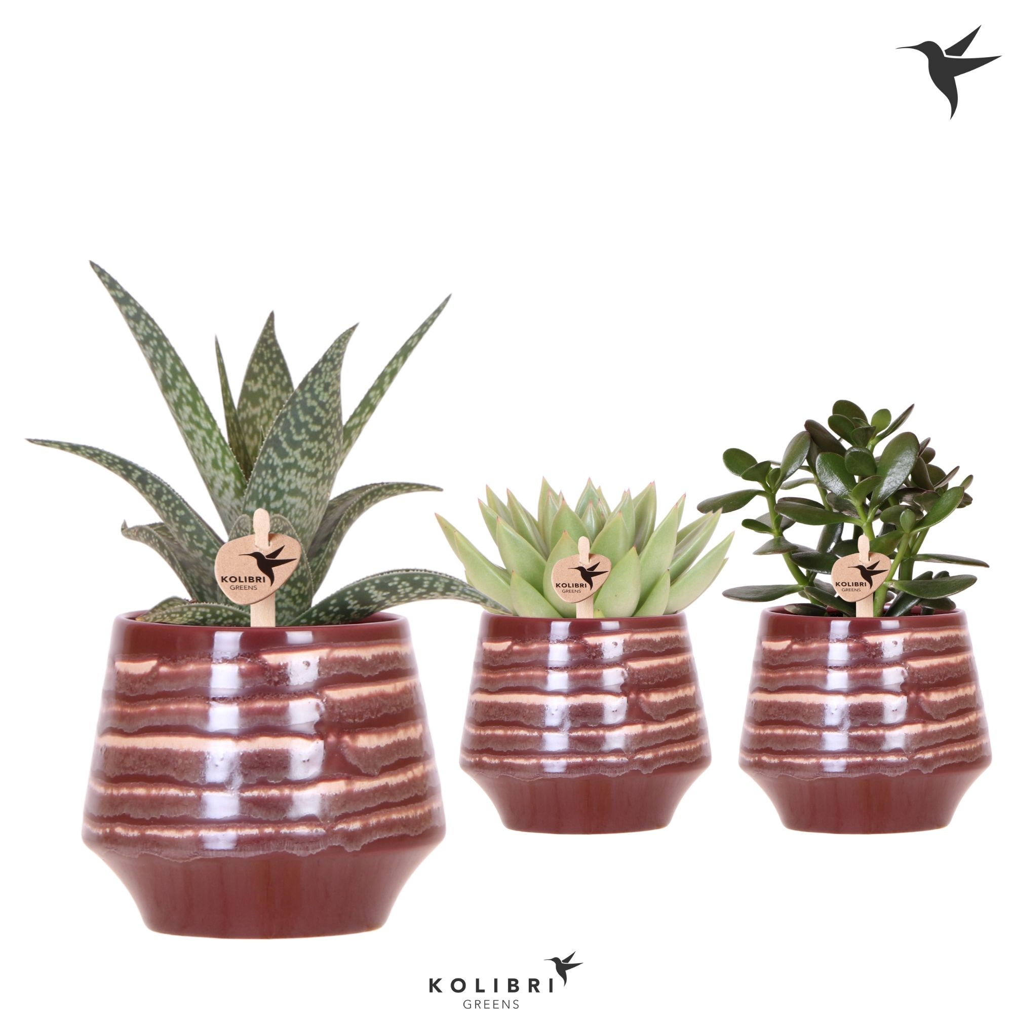 Kolibri Greens Succulenten mix in Moonstone pot red, D 9