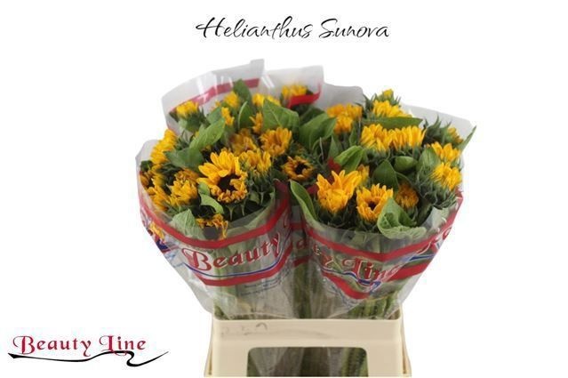 Гелиантус Санова 60, шт.