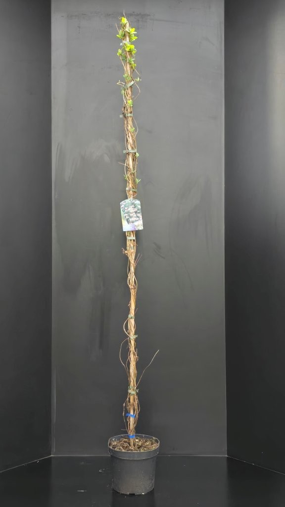 Lonicera periclymenum, D 26