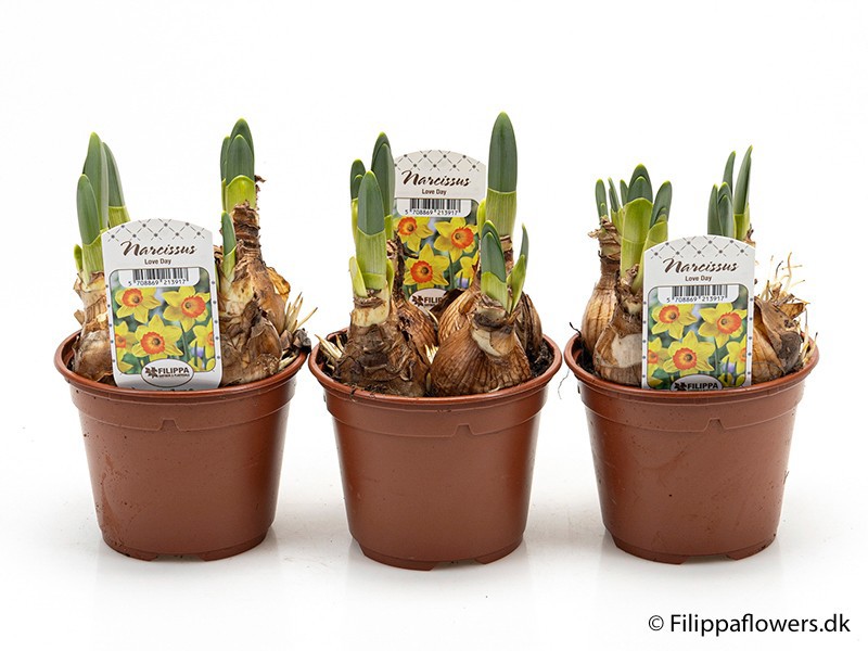 NARCISSUS INCOMPARABILIS 'Love Day', D 11