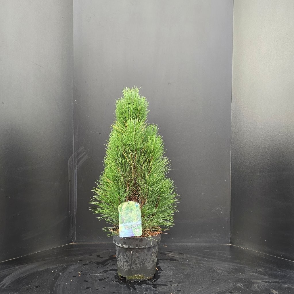 Pinus nigra Green Tower, D 26