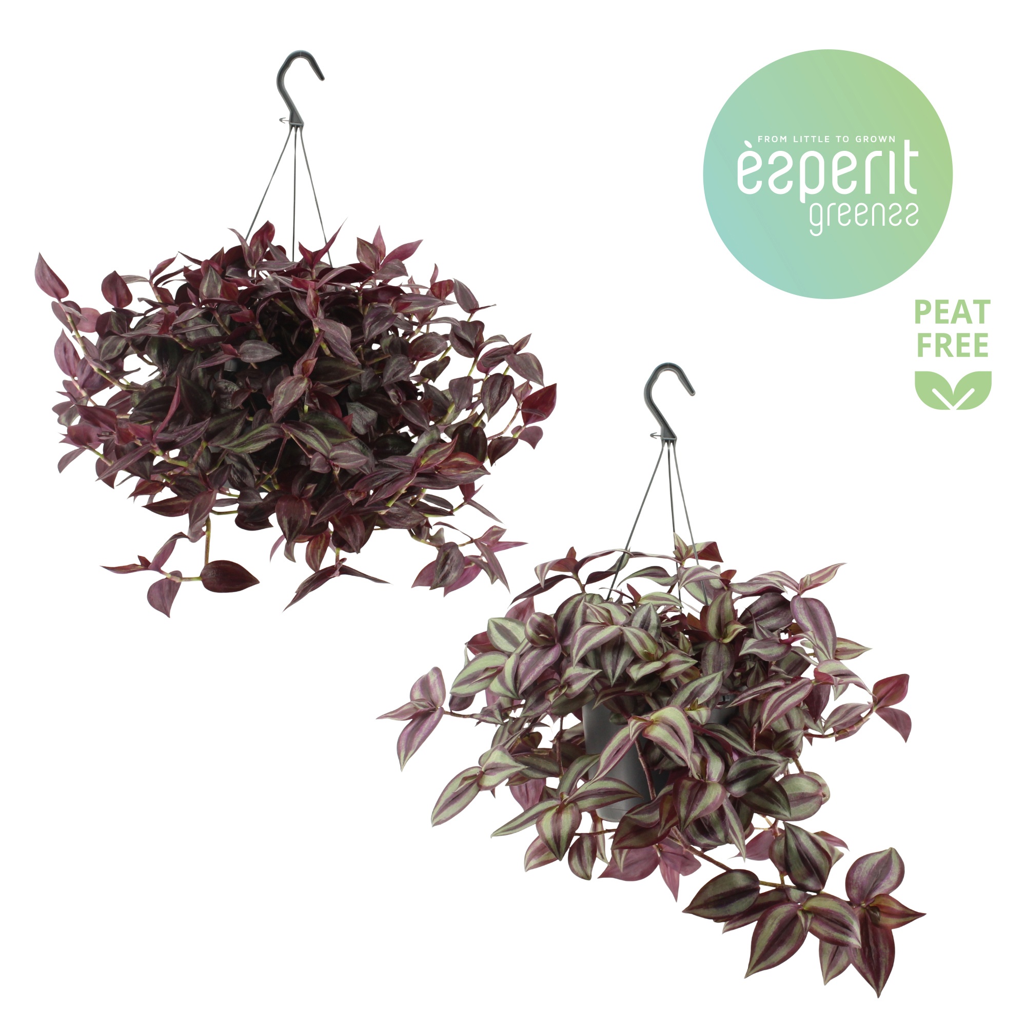 Tradescantia Mix hangpot, D 17