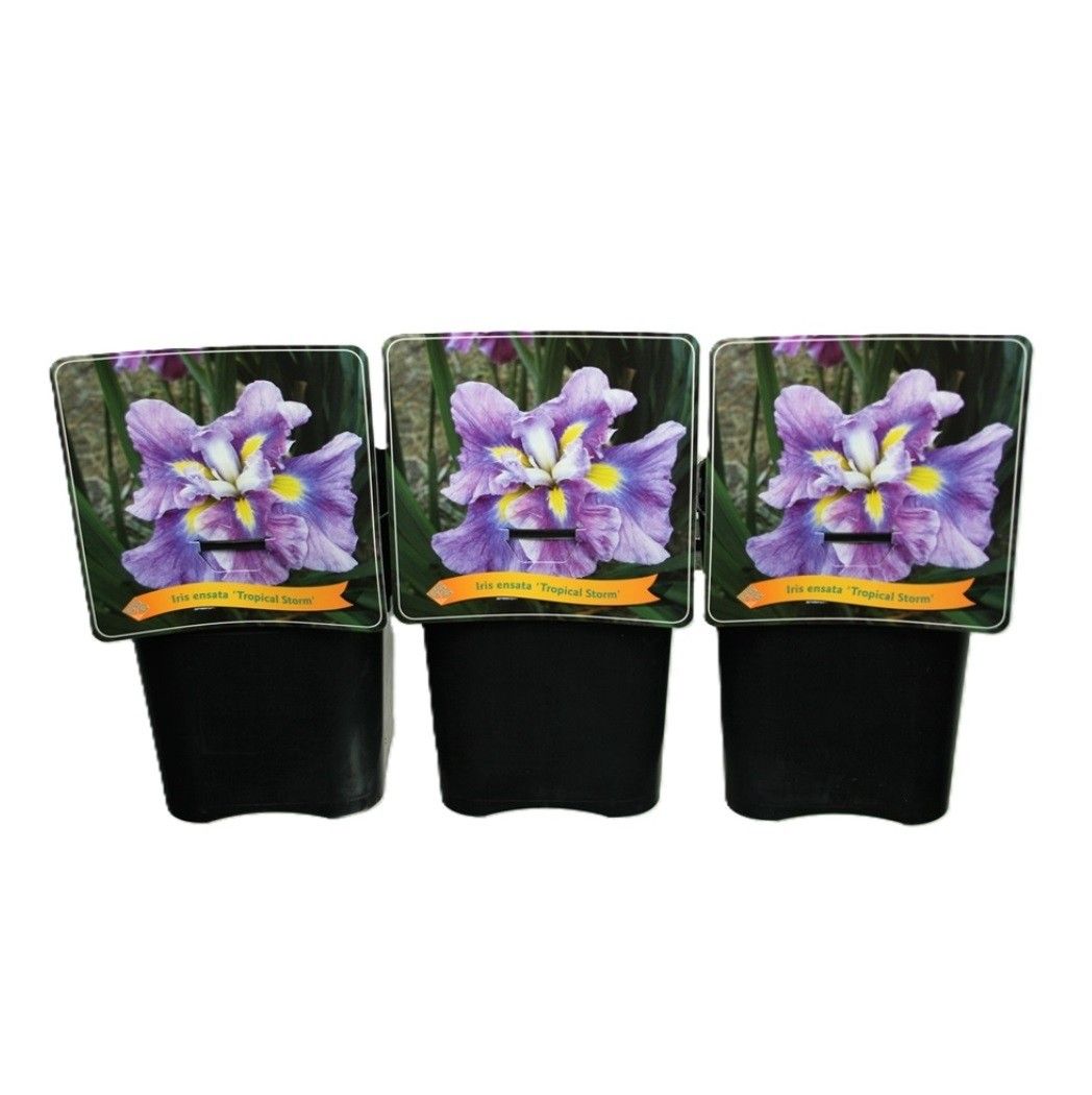 Iris ensata 'Tropical Storm' C5, D 21