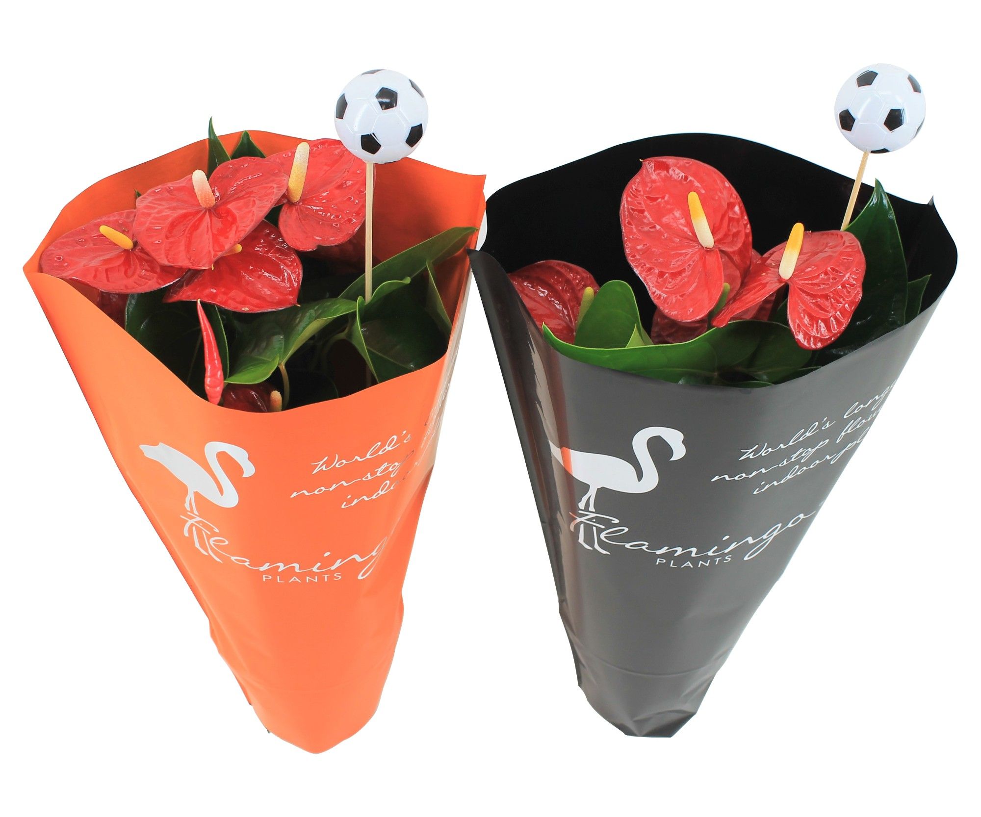 Anthurium XL.9 Jambo Red 14cm in oranje en zwarte hoes met voetbalsteker, D 14
