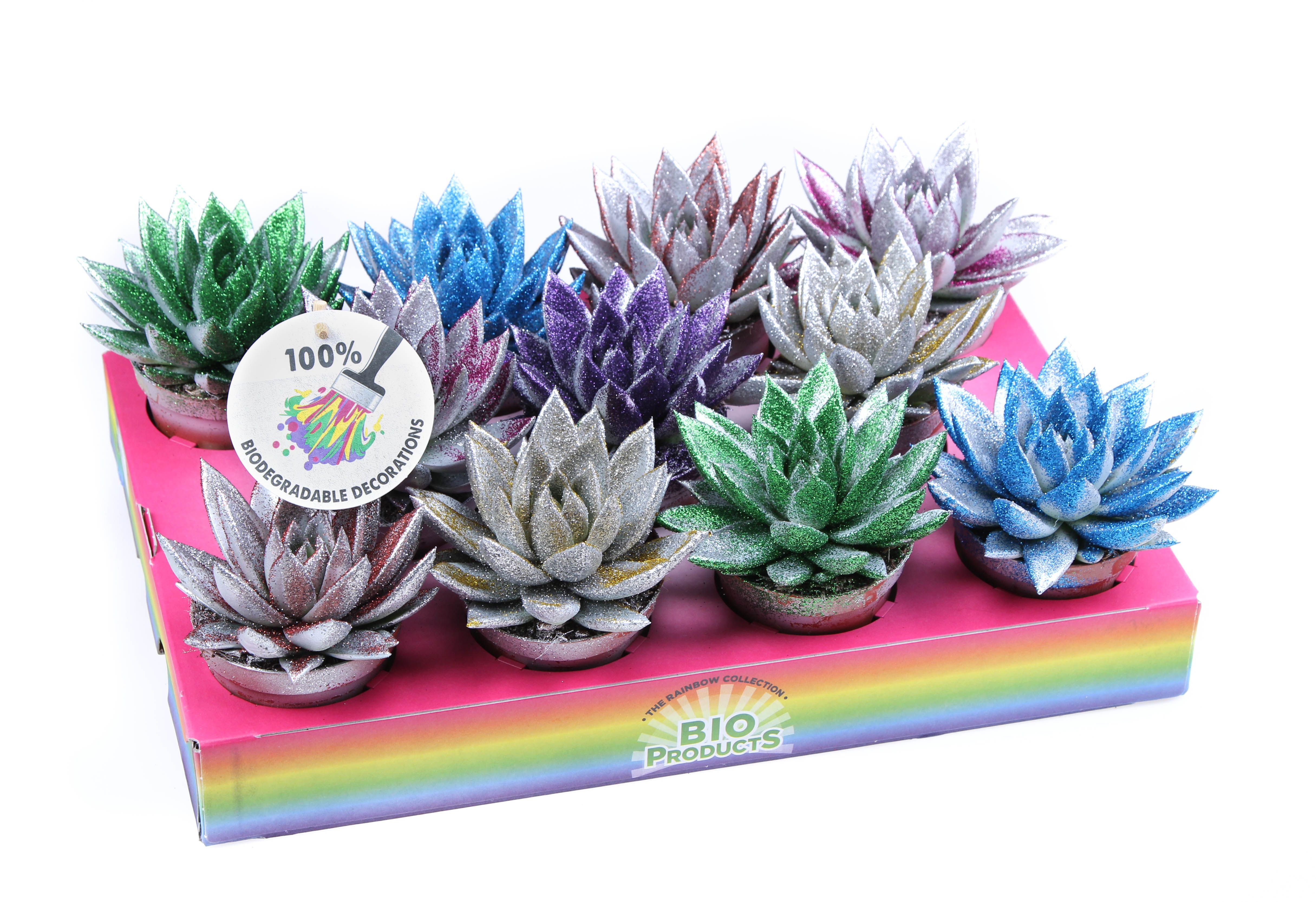 Bio miranda zilver + MIX glitter, D 8,5