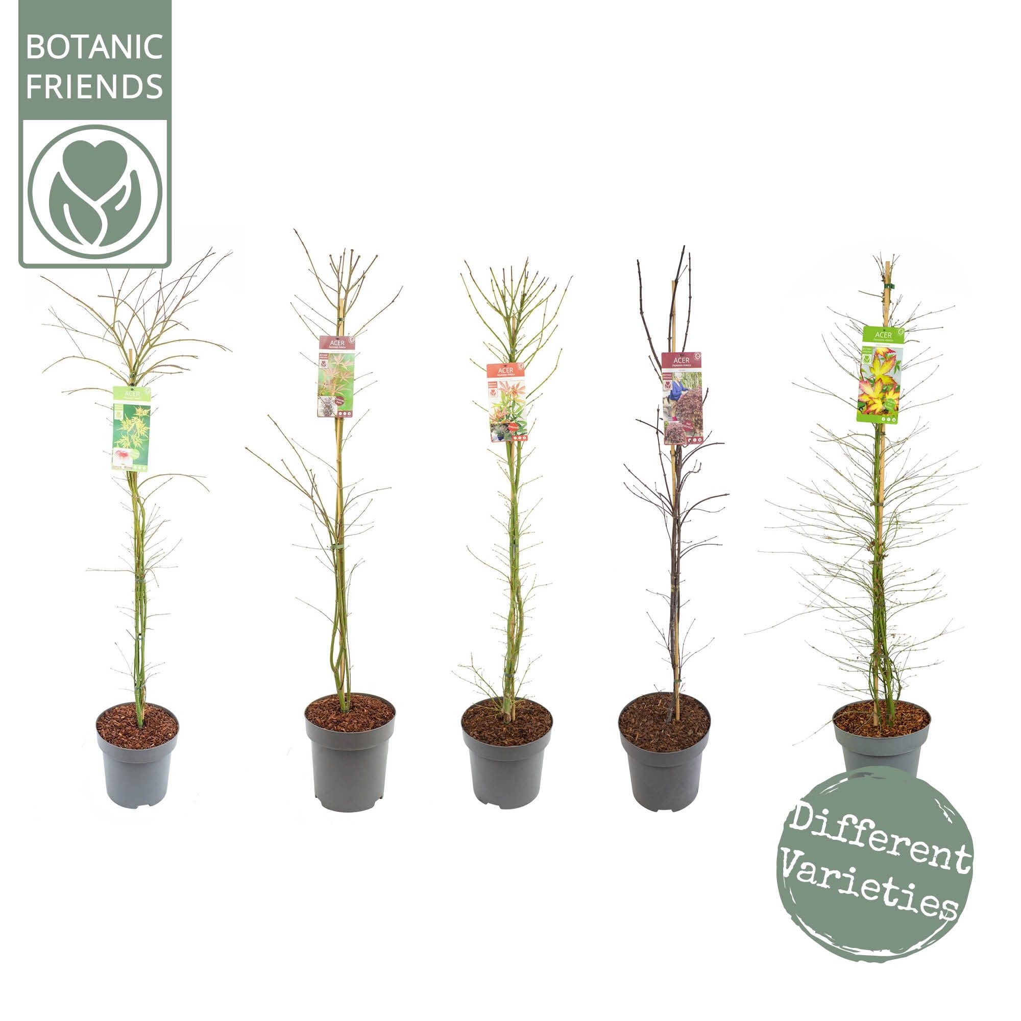 Acer palm. 'Mix', D 30