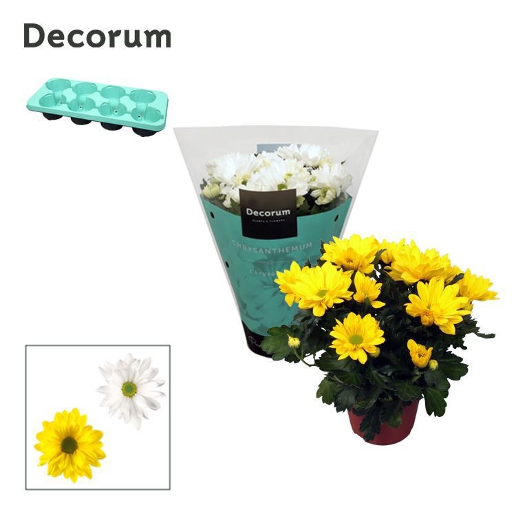 Chrysanne® Margarita Yellow & White, D 13