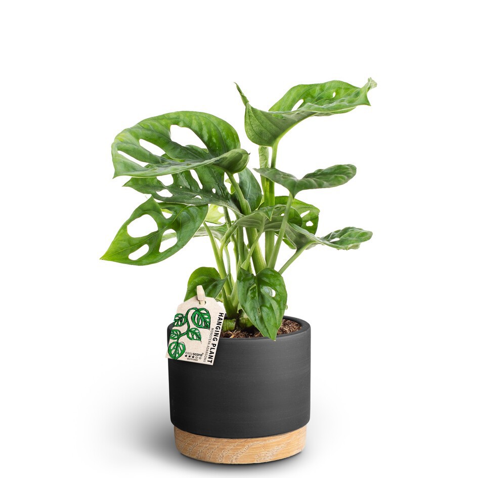MONSTERA FRIEDRICHSTAHLII 40922090 WB Liqurice, D 10
