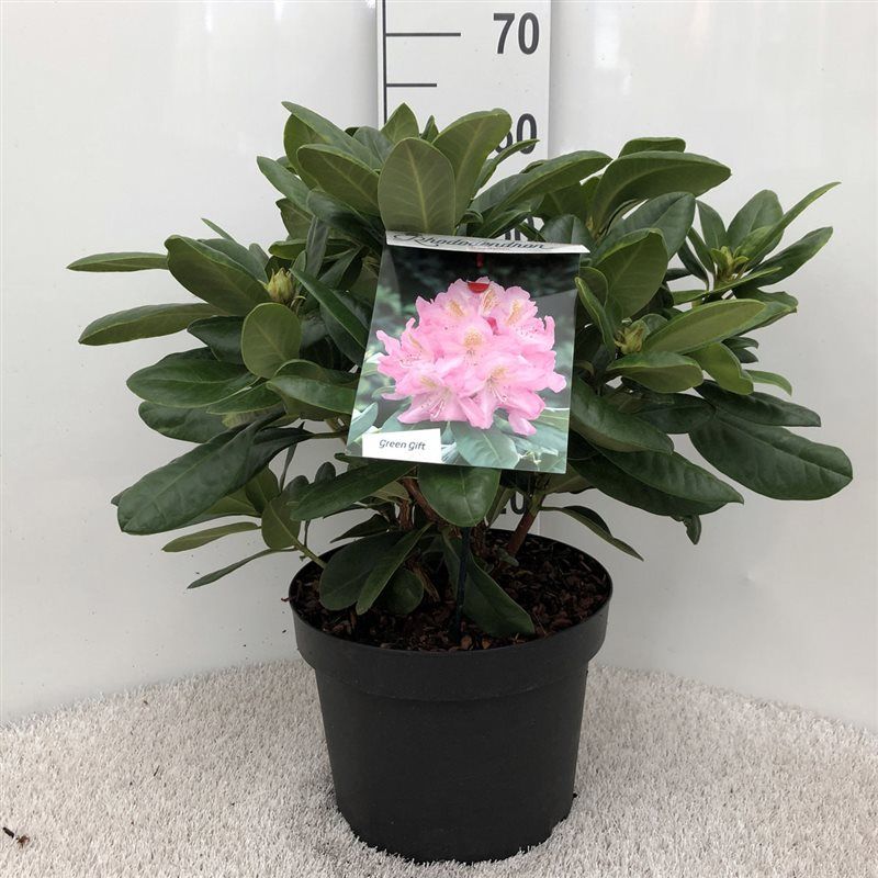 Rhodo. 'Scintillation' pink, D 29