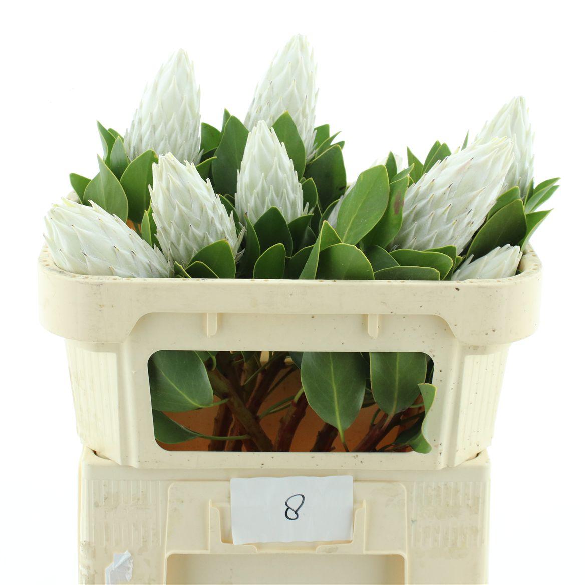 Протея Цинароидес 60 (красн.), шт.