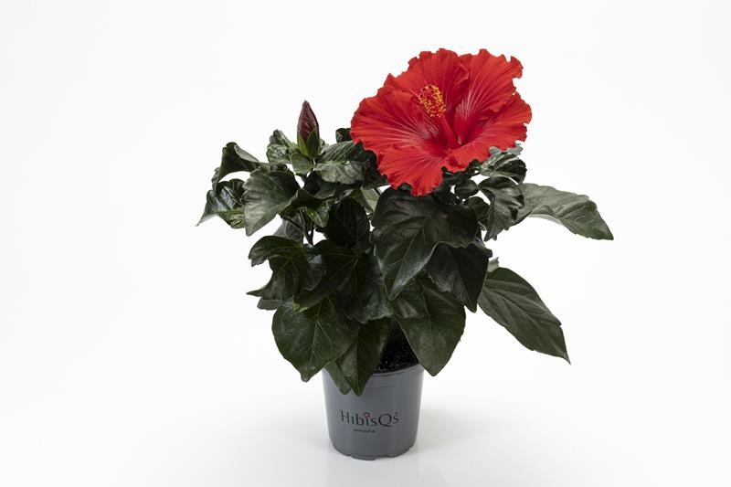 HIBISCUS ROSA SINENSIS 2-3 takk, D 13