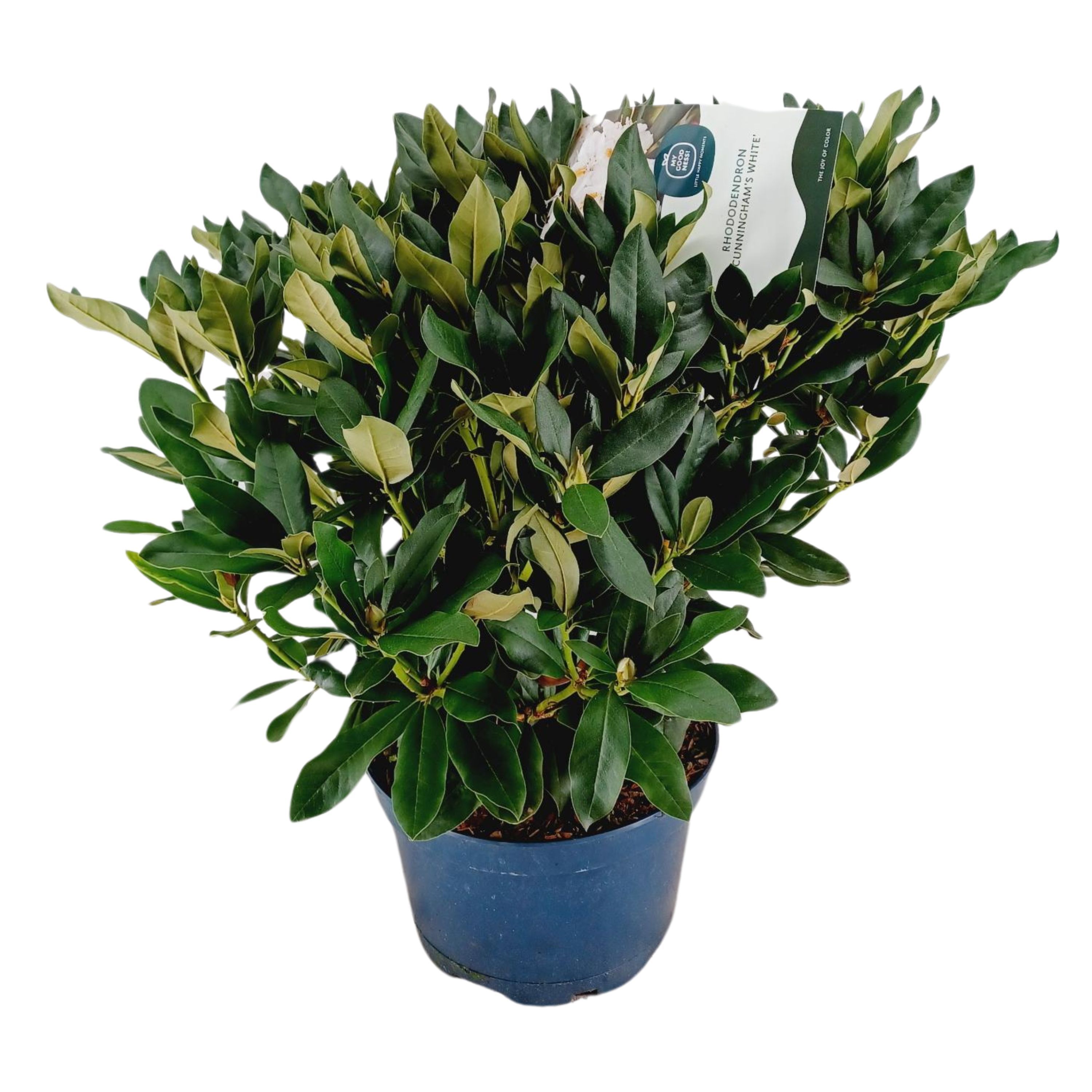 Rhododendron 70-80 /15 liter 'Cunningham's White', D 34
