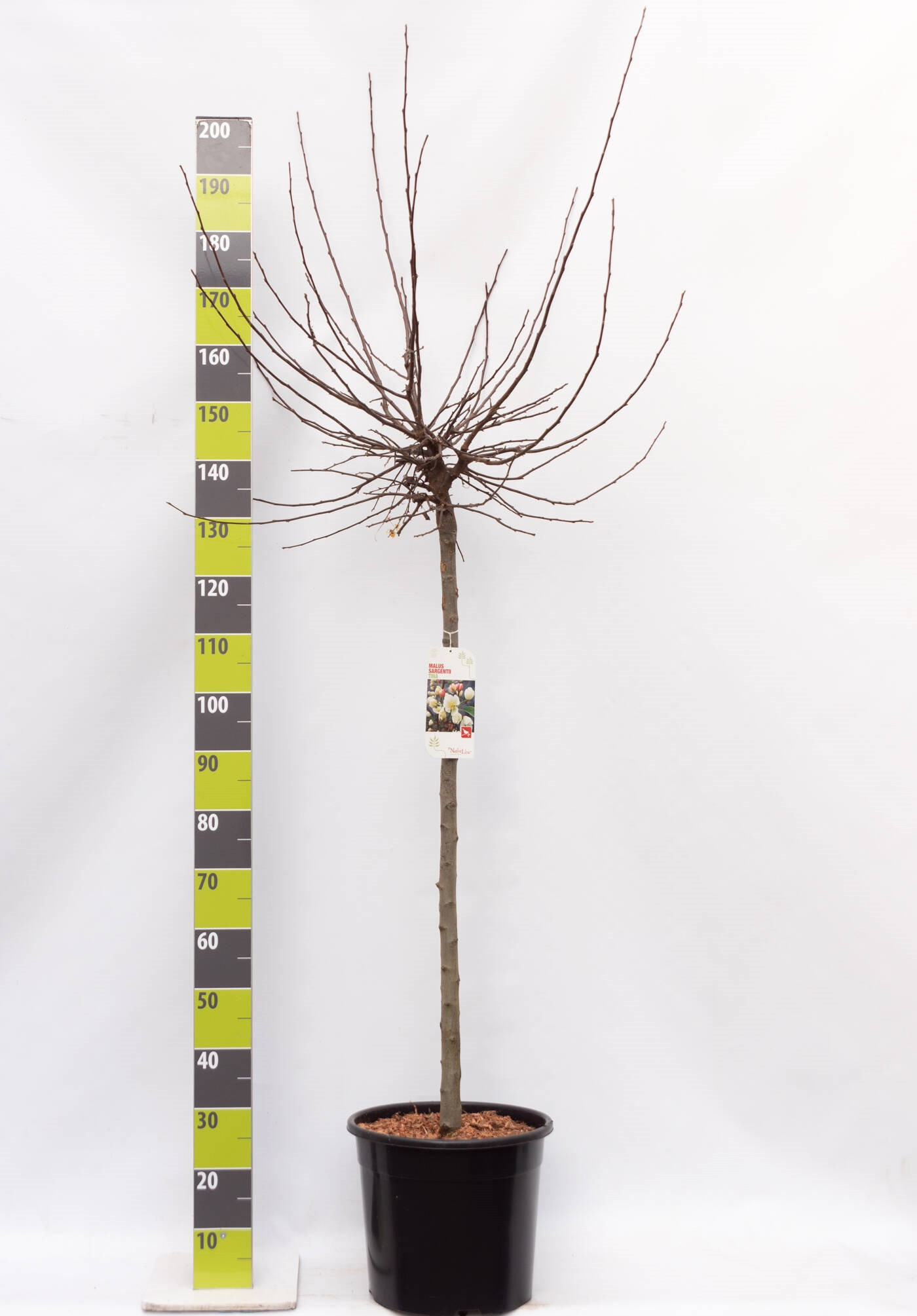 Malus 'Tina' C 20 120 ha, D 30
