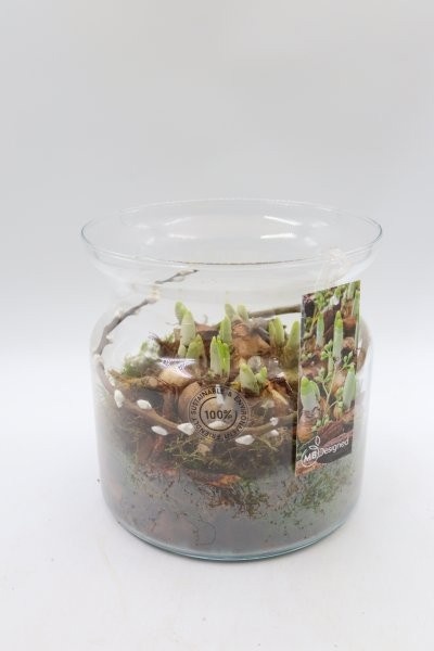 Narcis, candy jar breed M, D 19