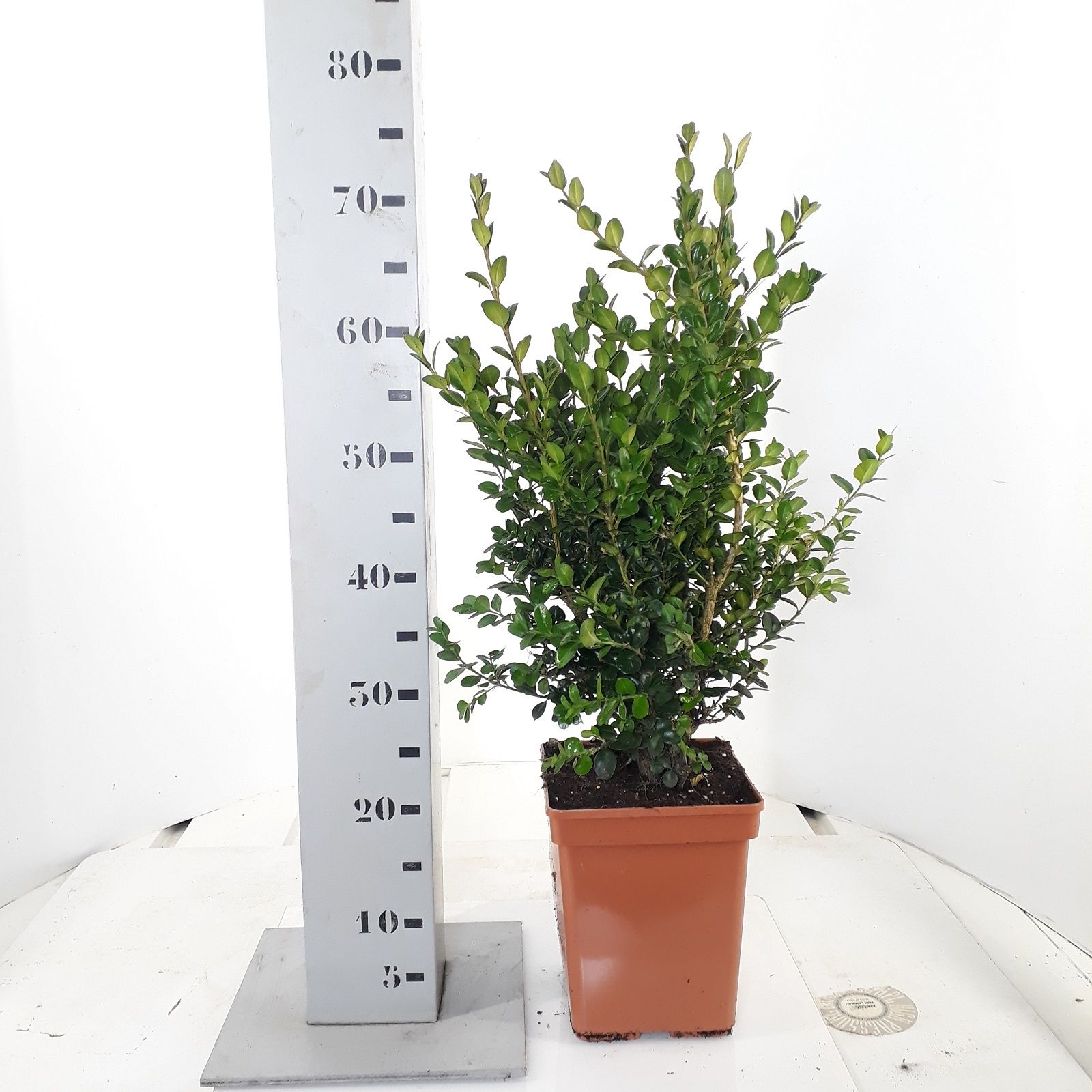 Buxus sempervirens 'Rotundifolia' 40-50cm c5, D 24