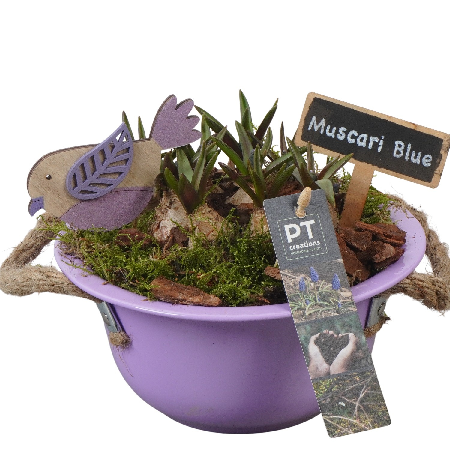 PTMB6110 Arrangement Muscari Blue in zink schaal, D 18