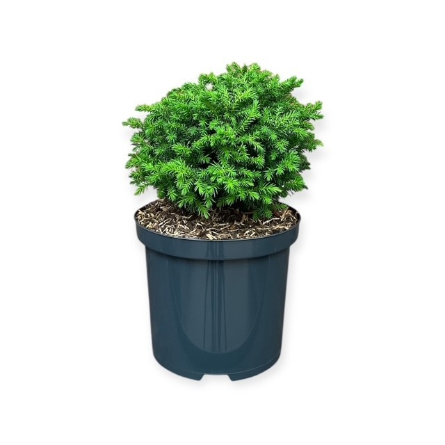 Cryptomeria j. 'Vilmoriniana', D 18