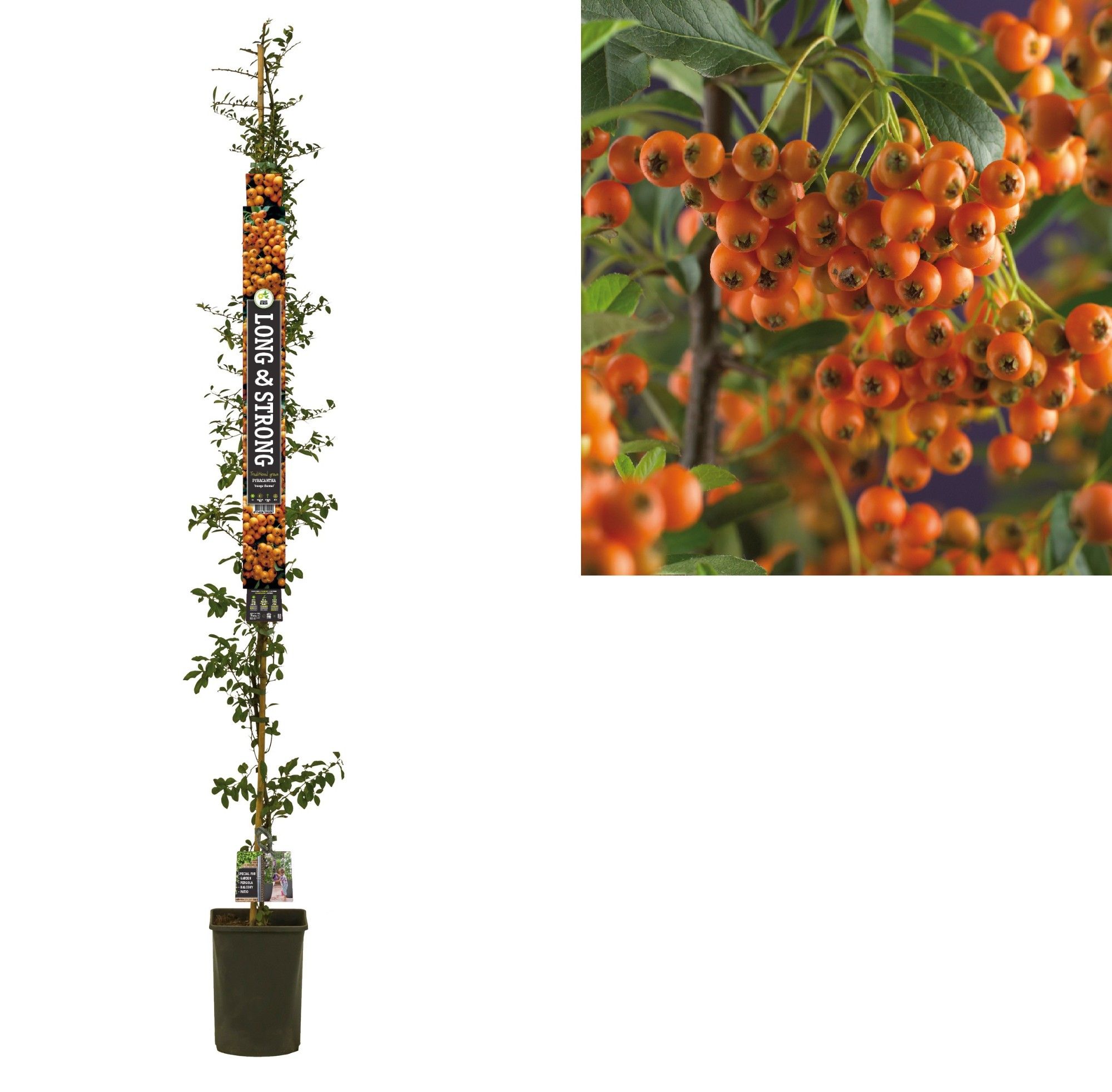 Pyracantha 'Orange Charmer' +Long & strong label, D 23