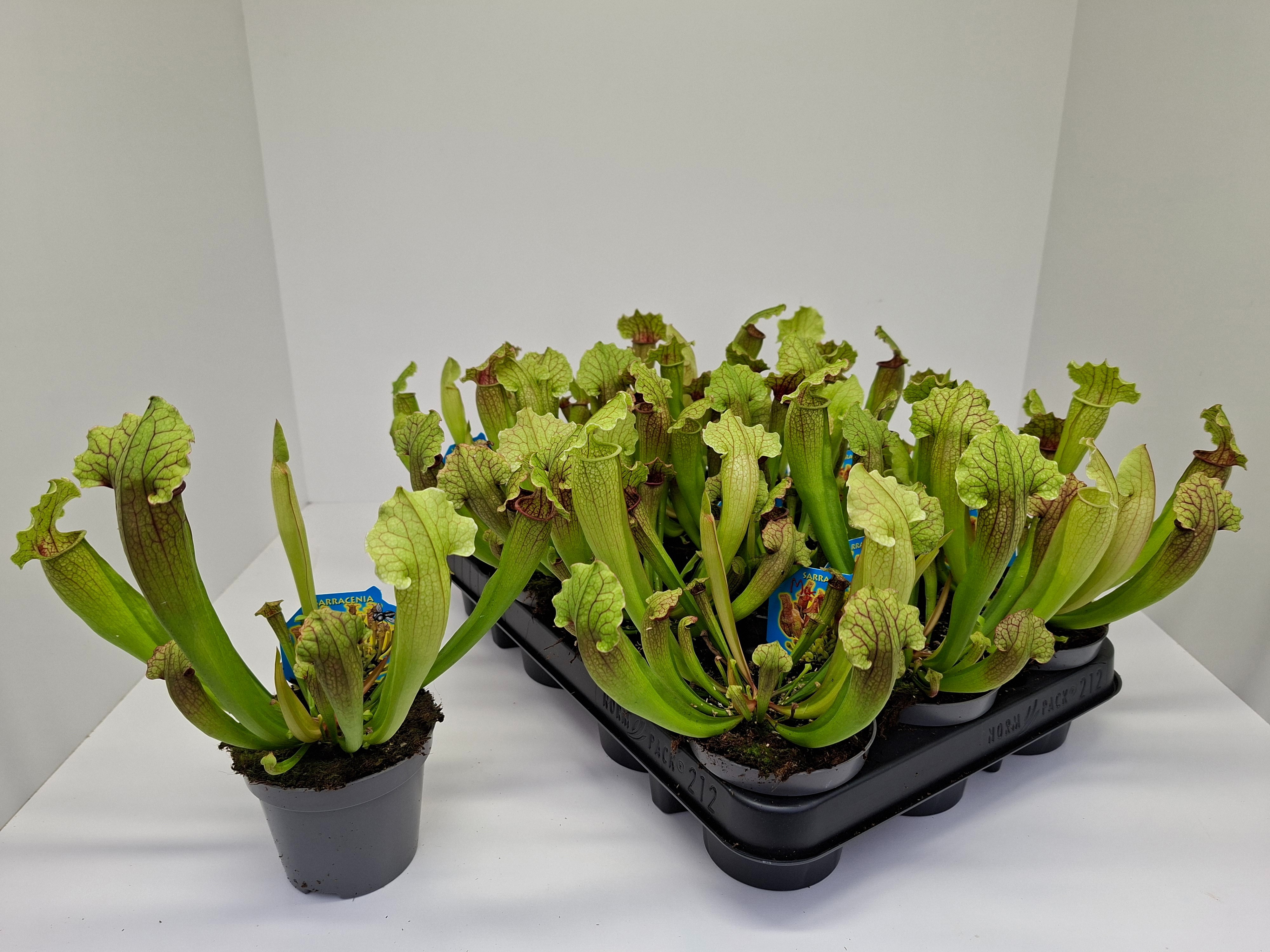 Sarracenia Fiona, D 9