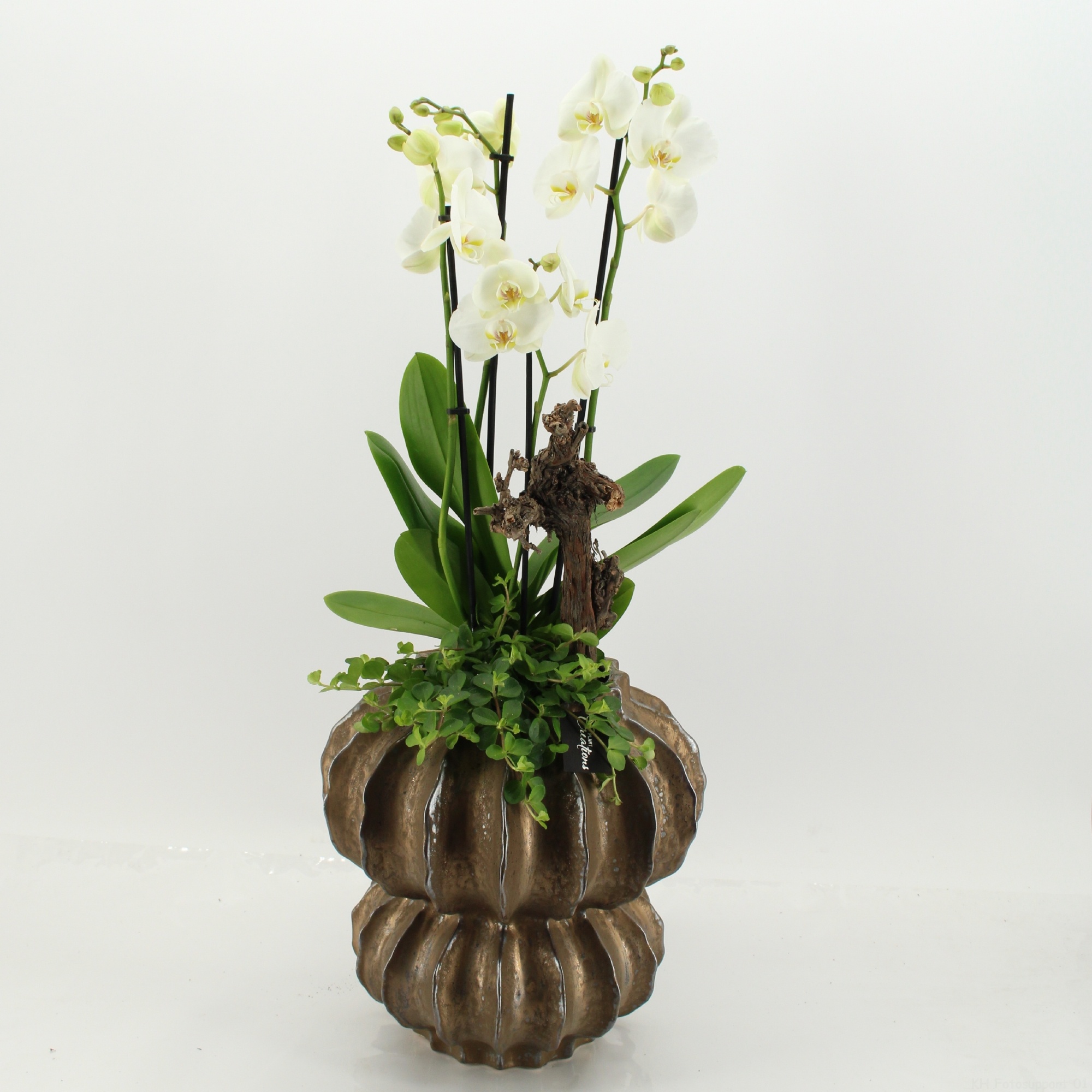 LICR-2623W Limited Edition Phalaenopsis, D 33