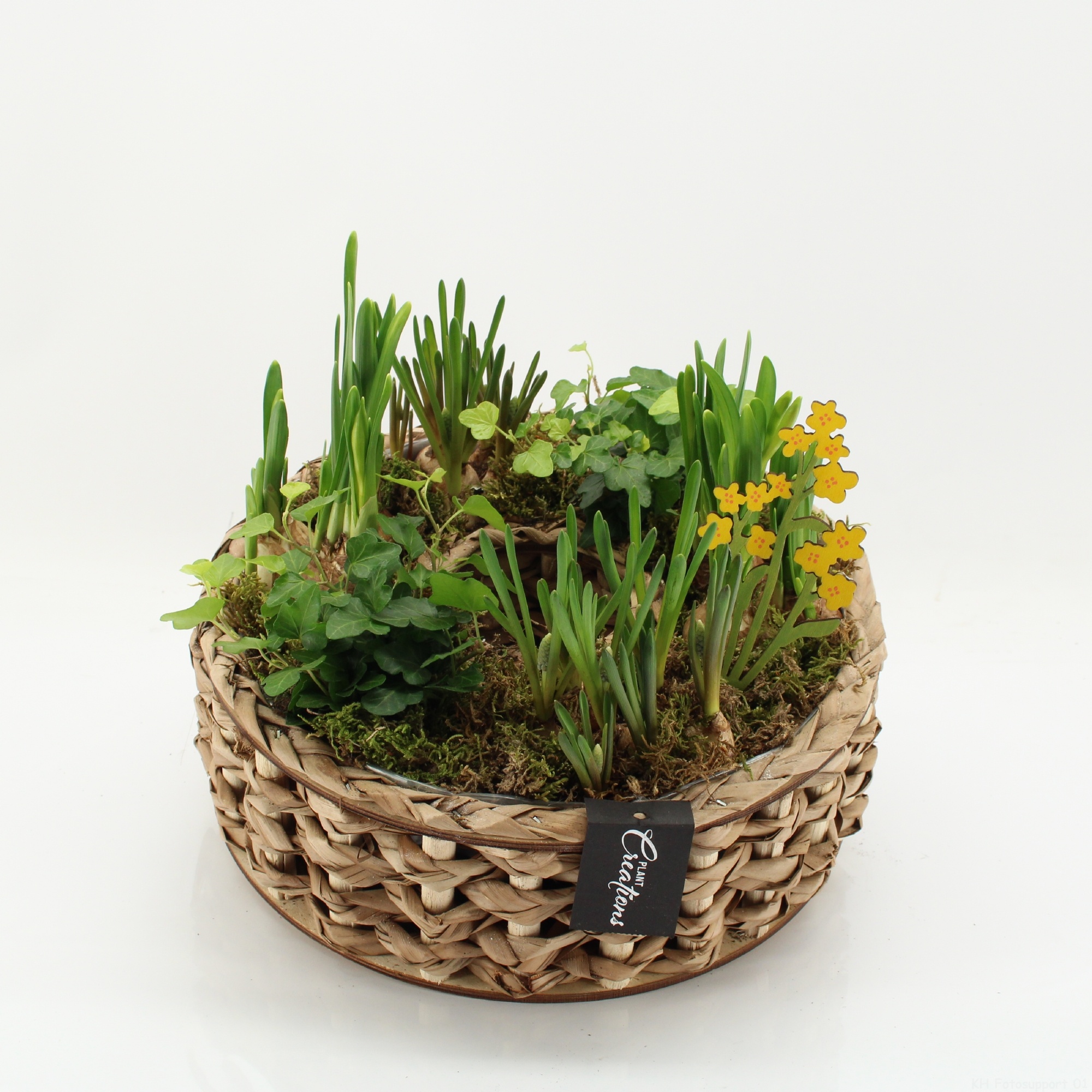 BLCR-2628 Bulbs creations, D 27