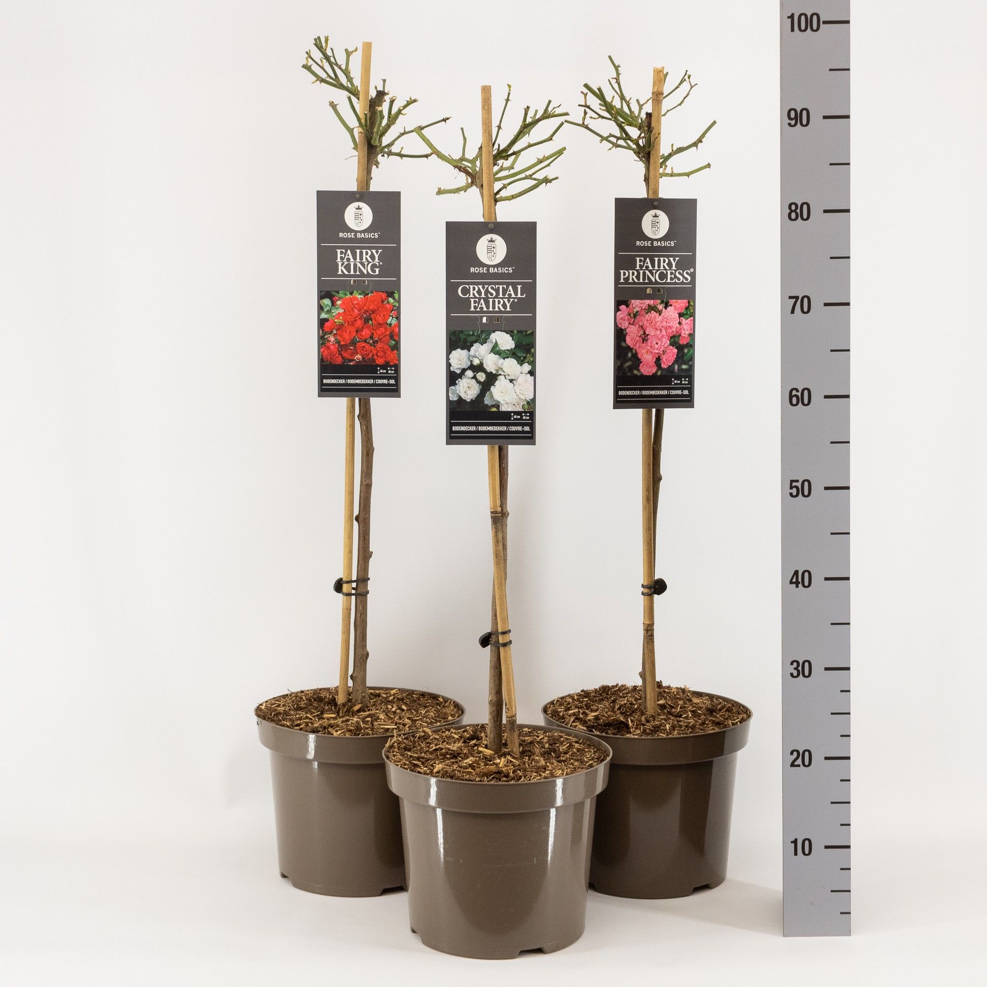 Rose Basics Fairy mix, stam 70, C7.5, D 26