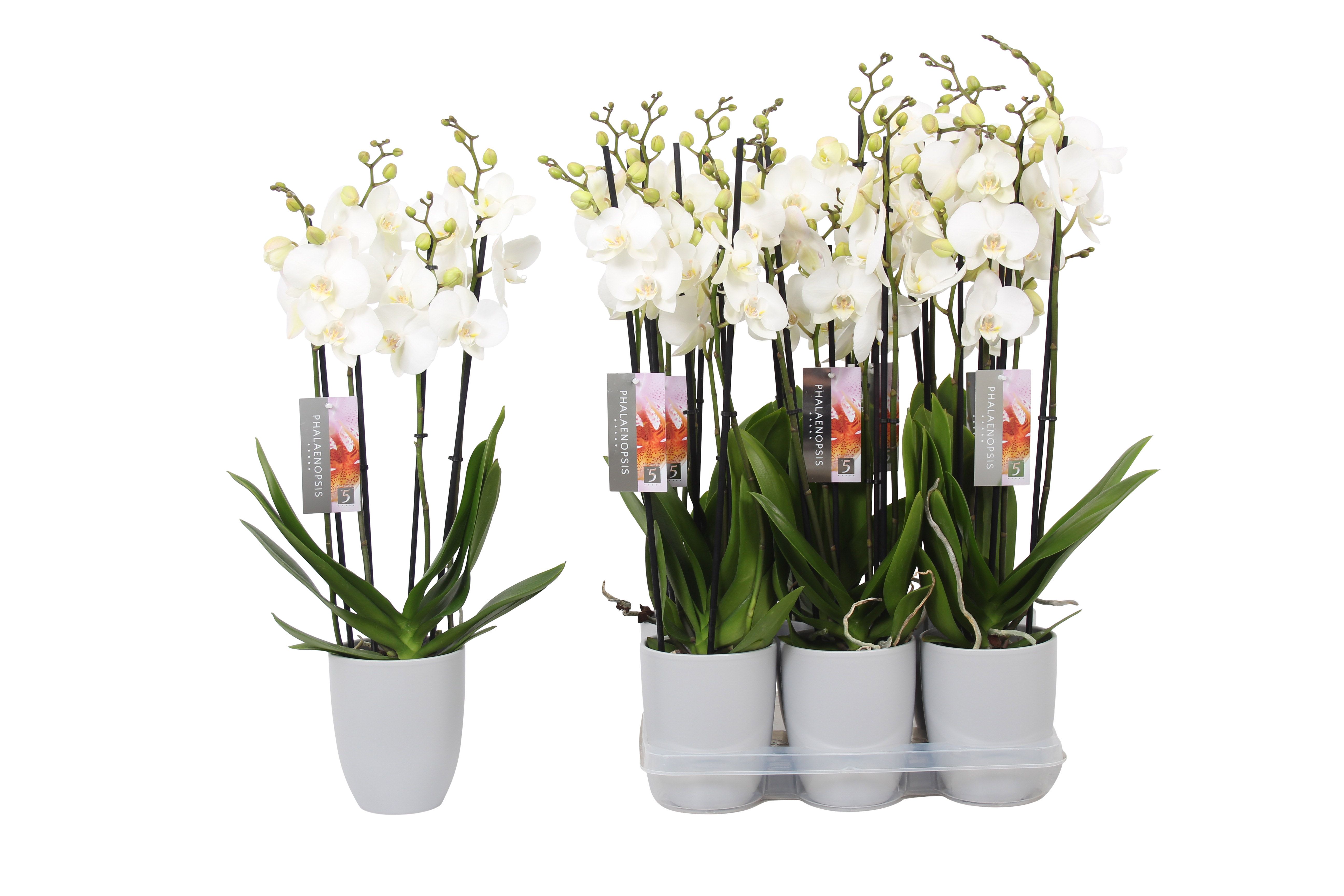 Phalaenopsis White, 4-spike Grey Ceramics, D 12