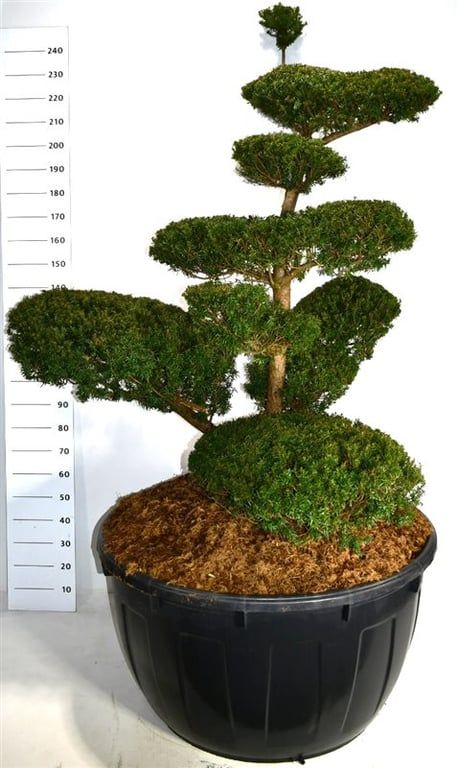 Taxus cuspidata, D 110