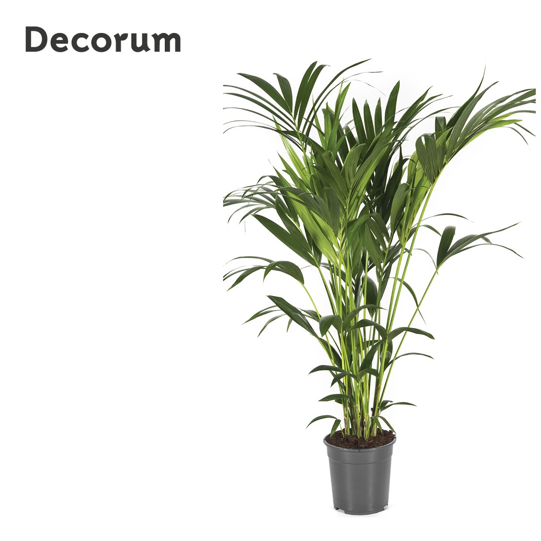 Howea forsteriana 130cm (Kentia) Decorum, D 24