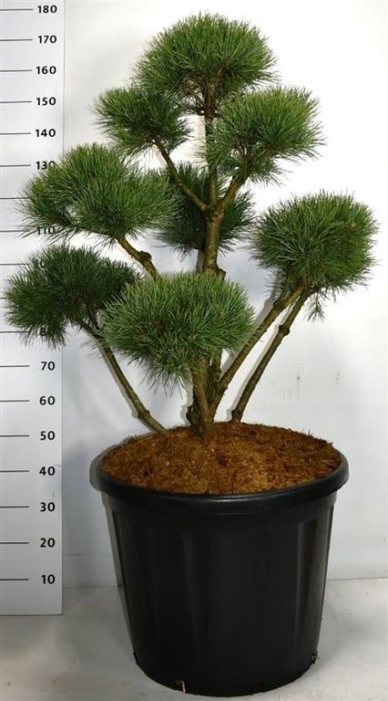 Pinus sylvestris 'Watereri', D 60