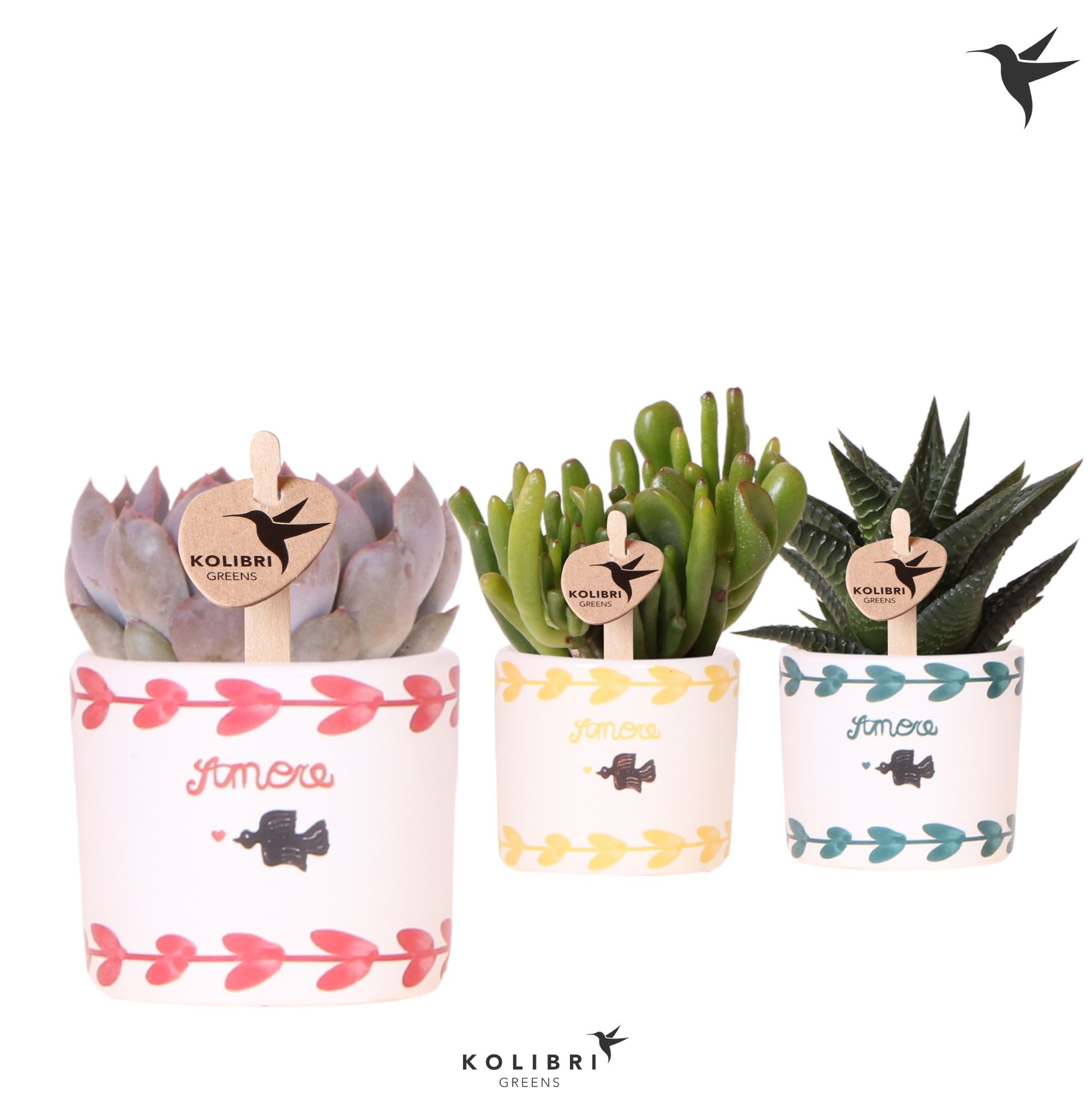 Kolibri Greens Succulenten mix in Amore pot mix, D 6