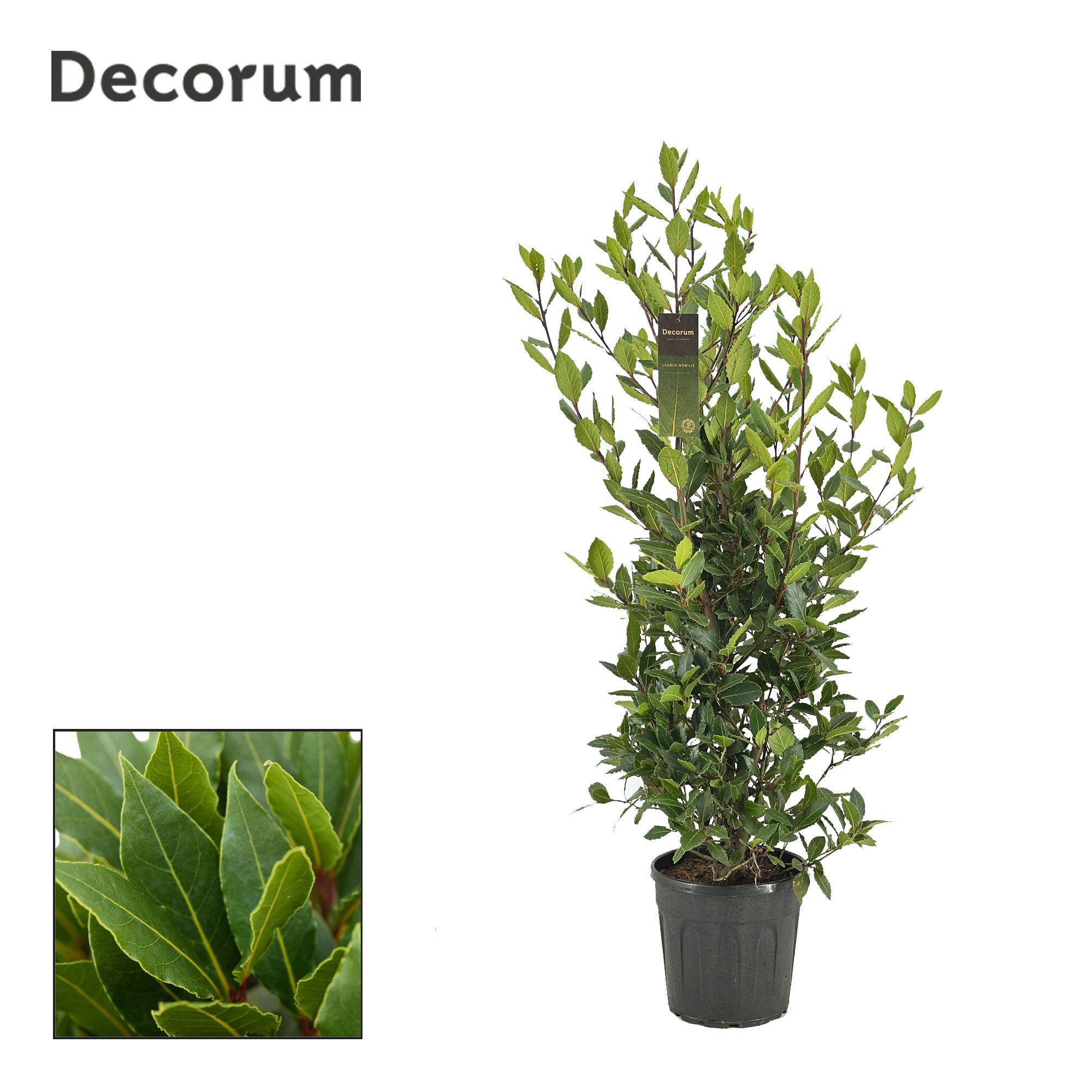 Laurus nobilis Struik, D 25