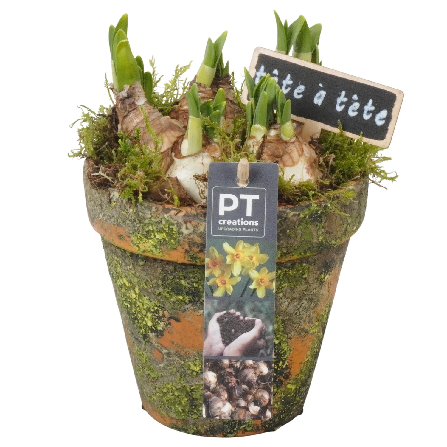 PTN8668 Arrangement Narcissus in terracotta pot, D 13