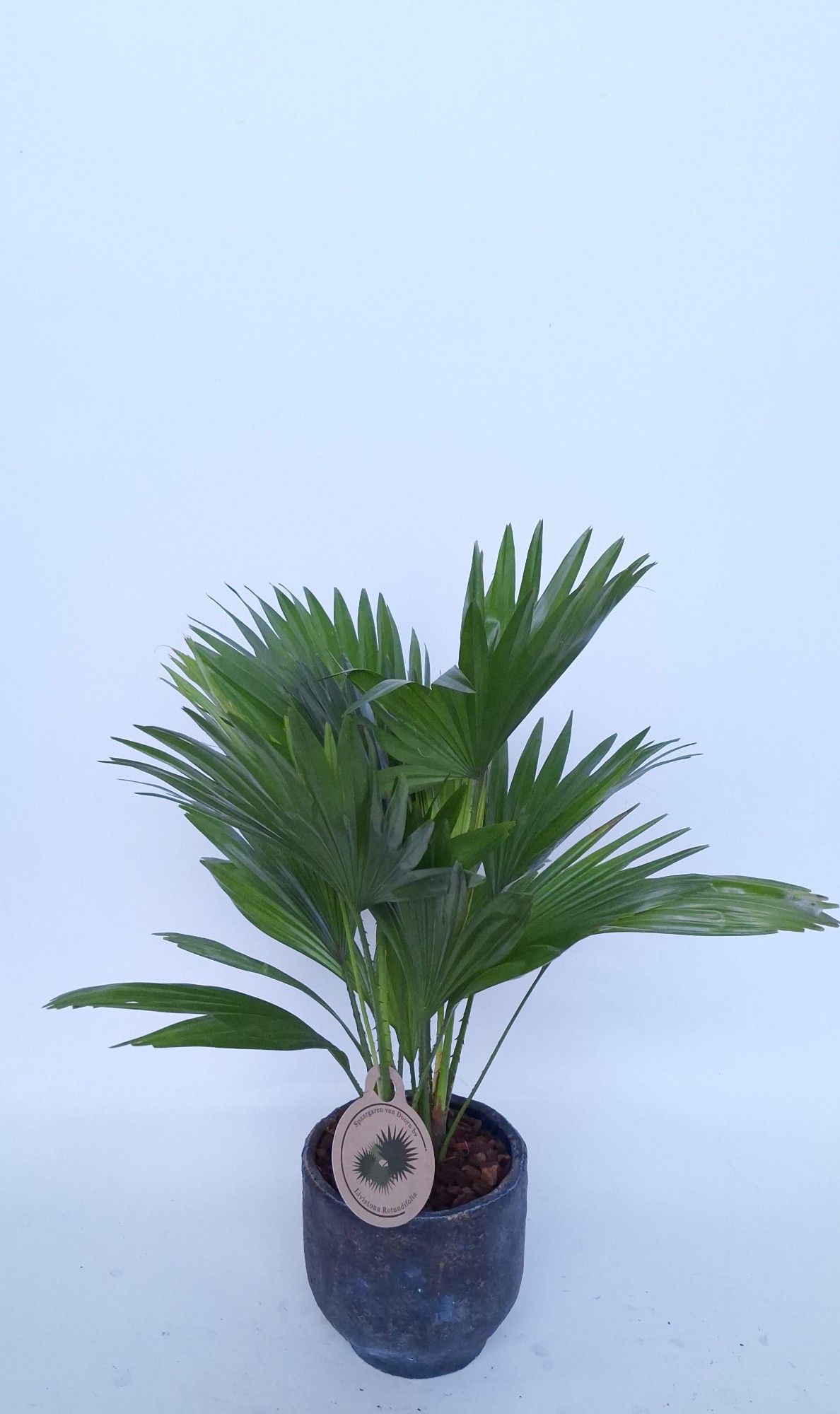 Livistona in Pot Dave earth D14, D 15