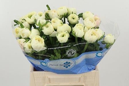 Ранункулус Саксесс Крем 40, шт.