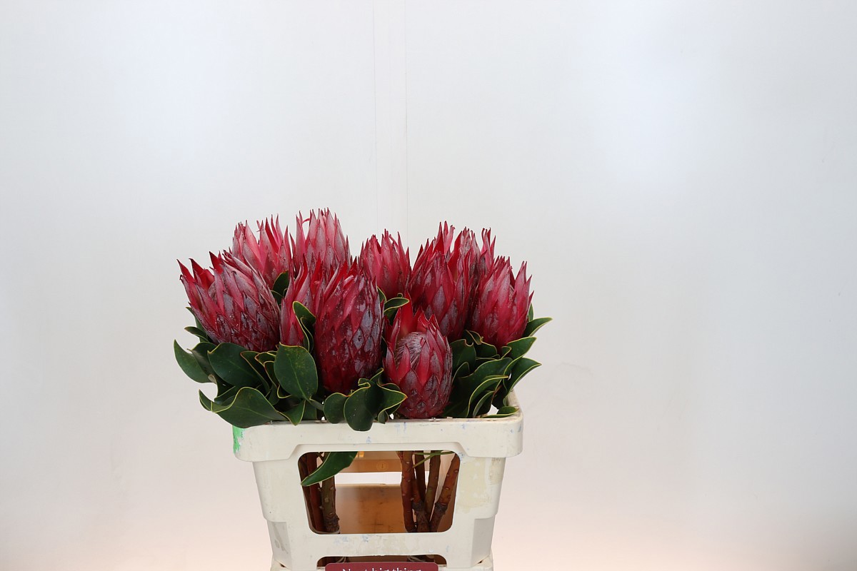 Протея Цинароидес Мадиба 60 (красн.), шт.