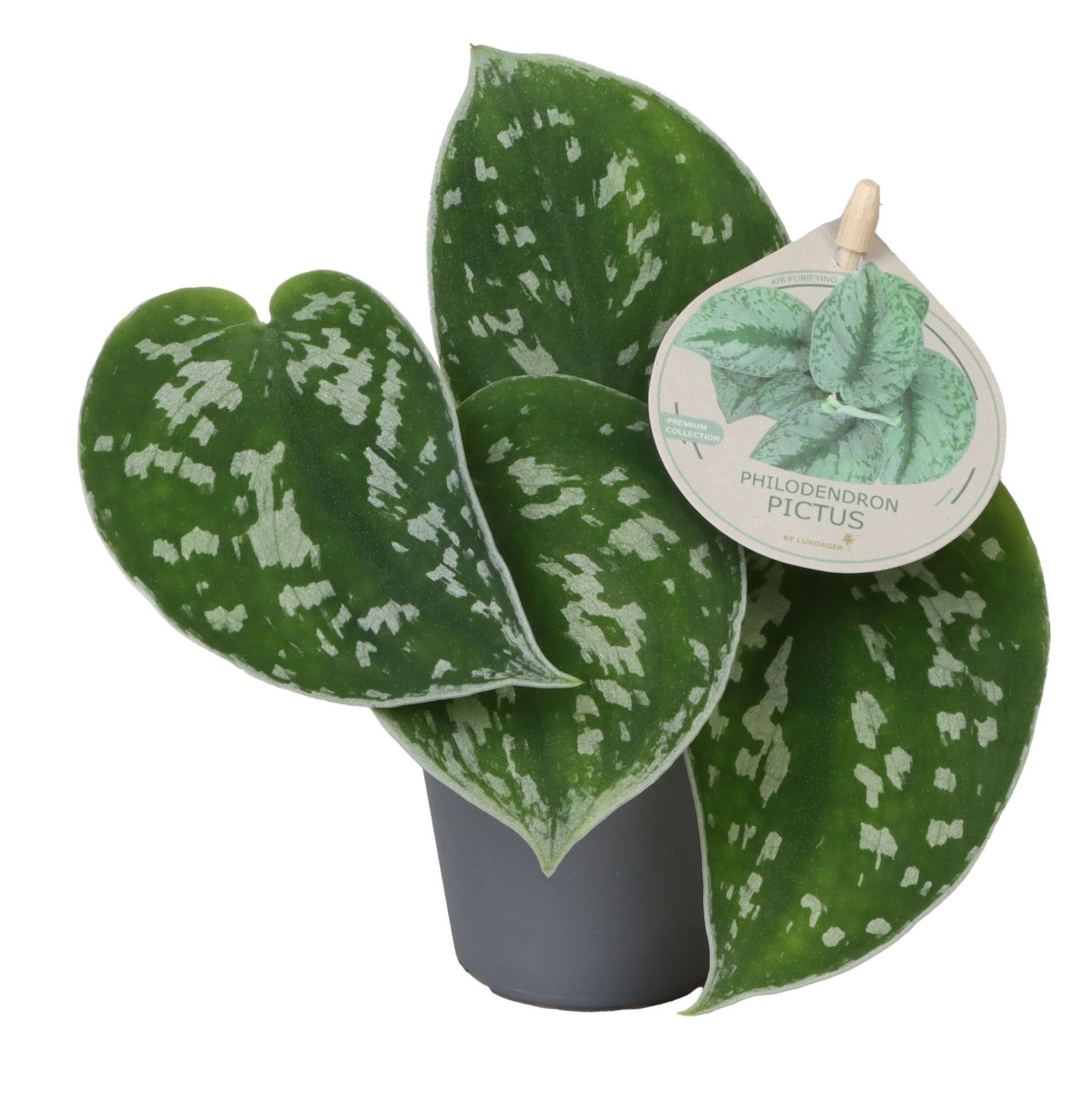 Philodendron Scandens Pictus W. Label 6 cm, D 6