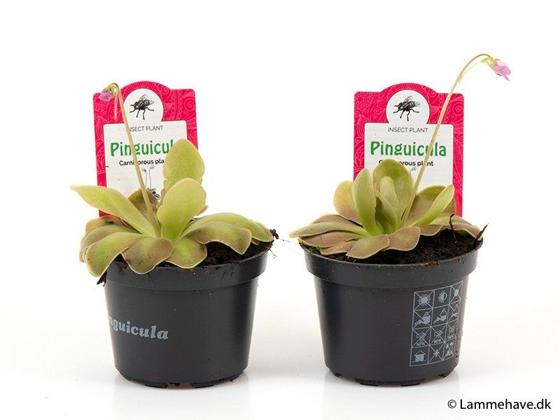 PINGUICULA WESER, D 9