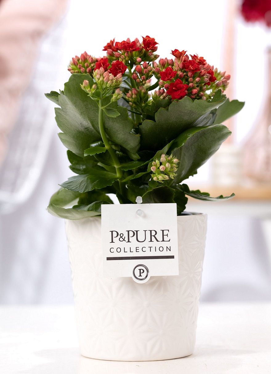 Kalanchoe red in P&PURE Juliette ceramics white, D 12