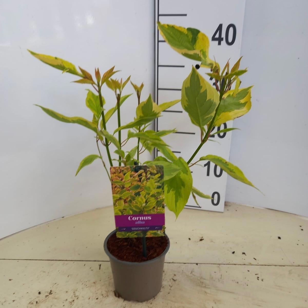 Cornus alba 'Gouchaultii', D 12
