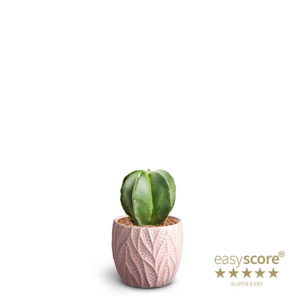 ASTROPHYTYM MYRIOSTIGMA 40660336 Leaf Ros, D 7