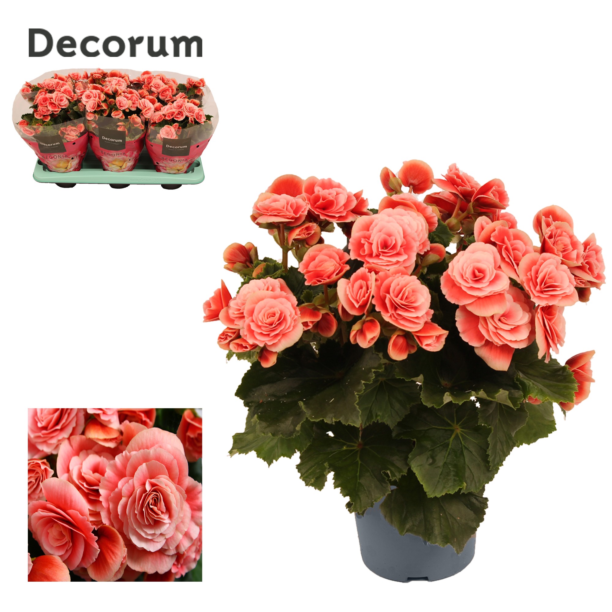 Begonia ''borias'' 13 cm Decorum, D 13