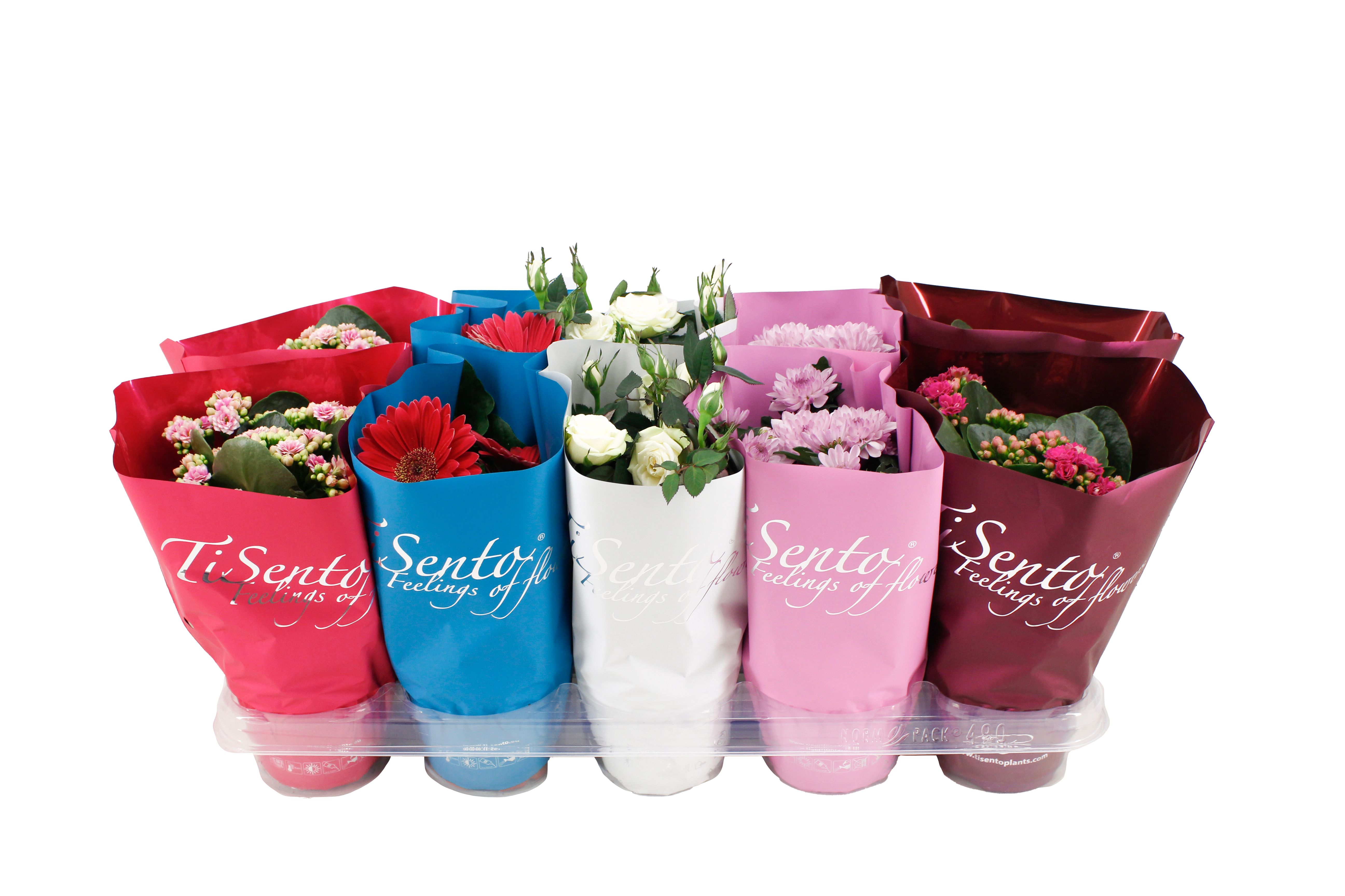 Bloeimix 12cm - Januari Mix, D 12