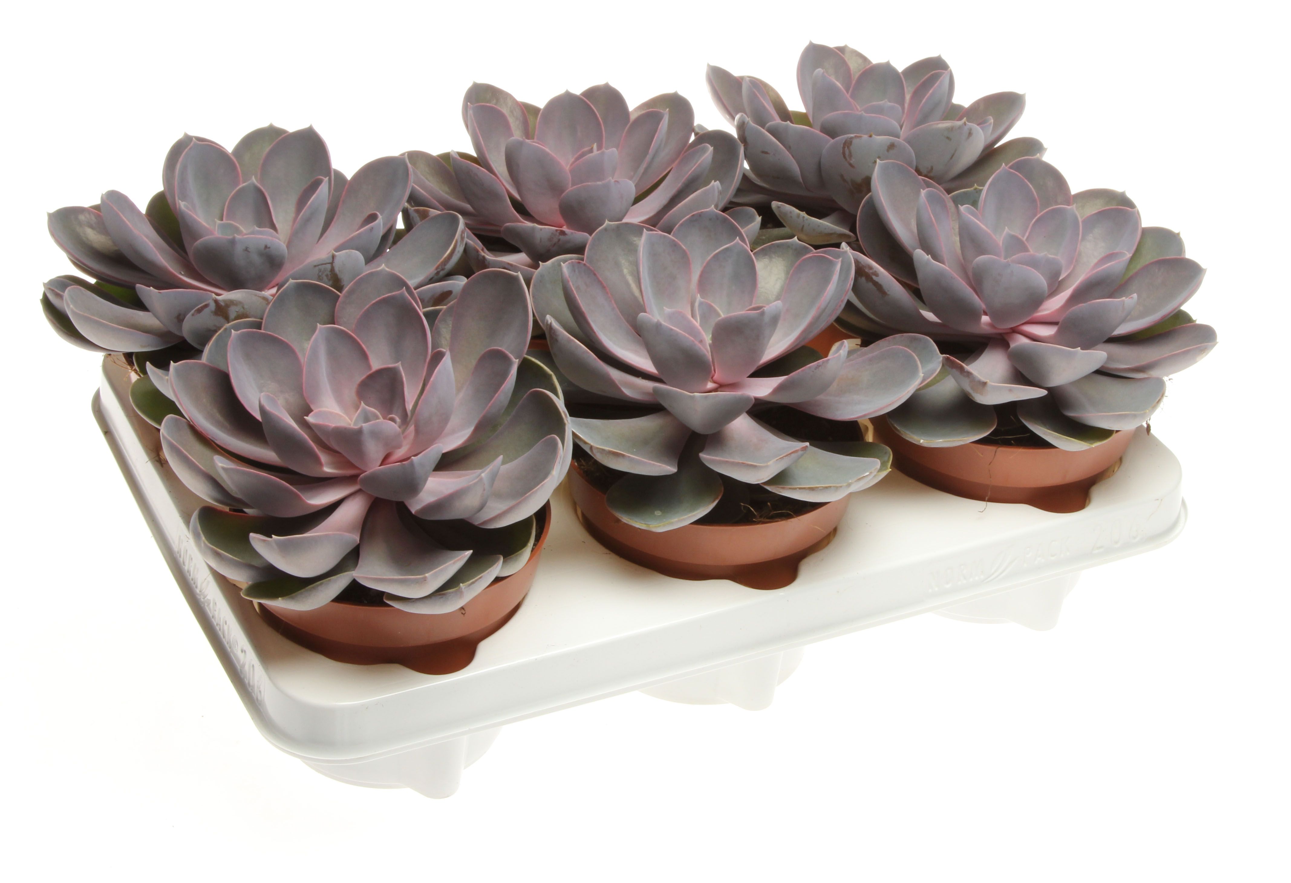 Echeveria perle von nurnberg, D 12